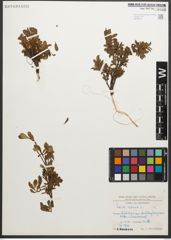 Foto von Salix retusa L.